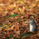 Illustration for article titled The Fascinating Story of Why U.S. Parks Are Full of Squirrels